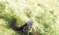 Die Eltern des ersten Schweizer Wolf-Familienrudels am Churer Hausberg Calanda stammen aus dem Oberwallis.