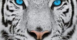 Die Tiger-Strategie