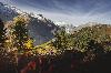 Herbst im Aletschwald