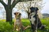 Die Schweiz mit dem Hund entdecken